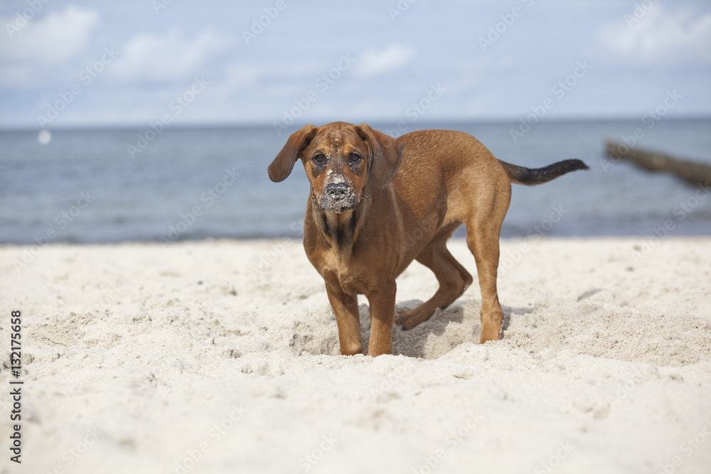 Hundewelpe am Strand