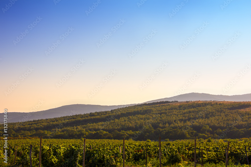 Vineyards at sunset. Beautiful summer landscape with fields and mountains.