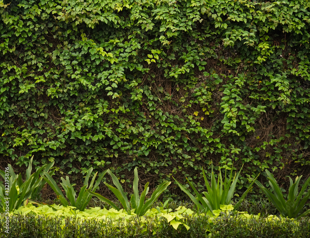 Fence with green vines photo taken in Semarang Indonesia