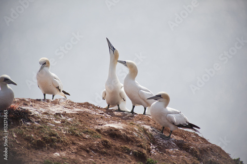 Morus bassanus - gannets at Helgoland germany