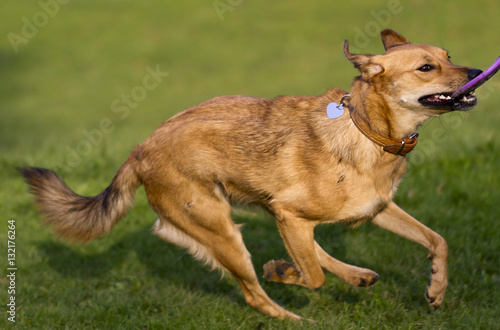 Mixed-breed dog running with frisbee