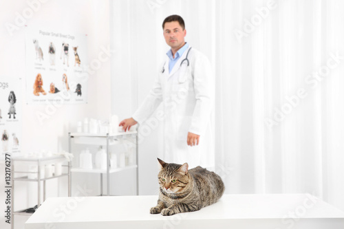 Fototapeta Naklejka Na Ścianę i Meble -  Tabby cat on table in vet clinic