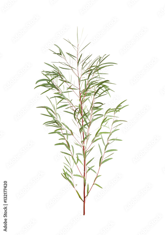 Branch of eucalyptus nicholii on white background Branch of eucalyptus nicholii on white background