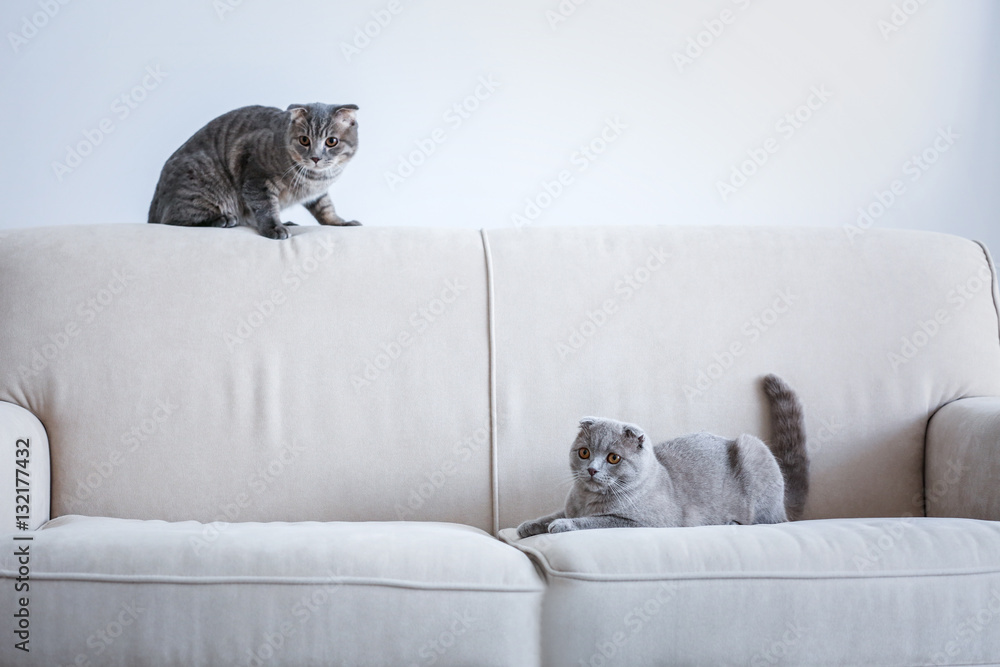 Cute funny cats on sofa at home - obrazy, fototapety, plakaty 