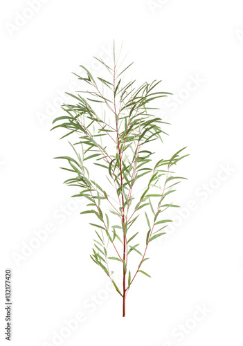 Branch of eucalyptus nicholii on white background