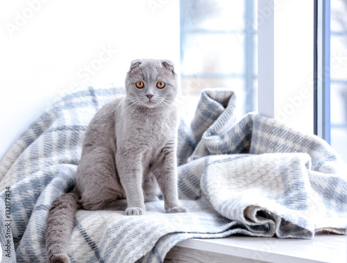 Cute cat sitting on window sill covered with soft plaid