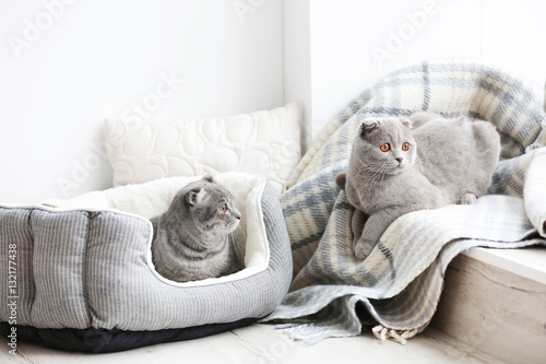 Fototapeta Naklejka Na Ścianę i Meble -  Cute funny cats at home