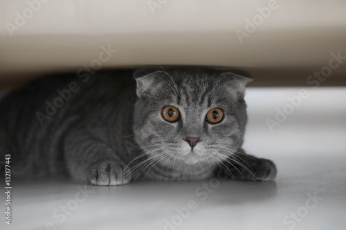 Fototapeta Naklejka Na Ścianę i Meble -  Cute funny cat hiding under furniture at home