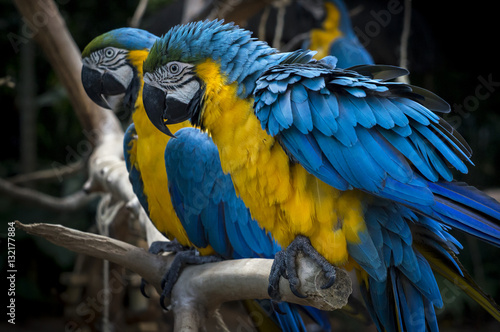 Wallpaper Mural A couple of Blue and Gold Macaws standing on a branch at Bird's Park - Foz do Iguassu, Brazil Torontodigital.ca