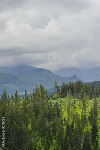 Mountain forest covered by fog
