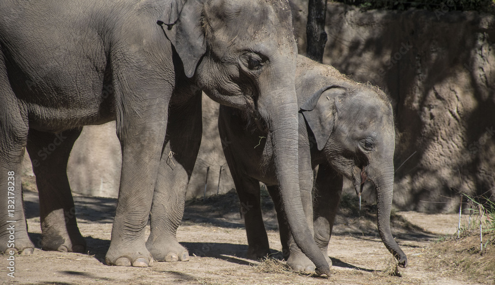 Baby Elephant and Mom Elephant