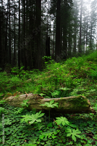 Redwood Forest