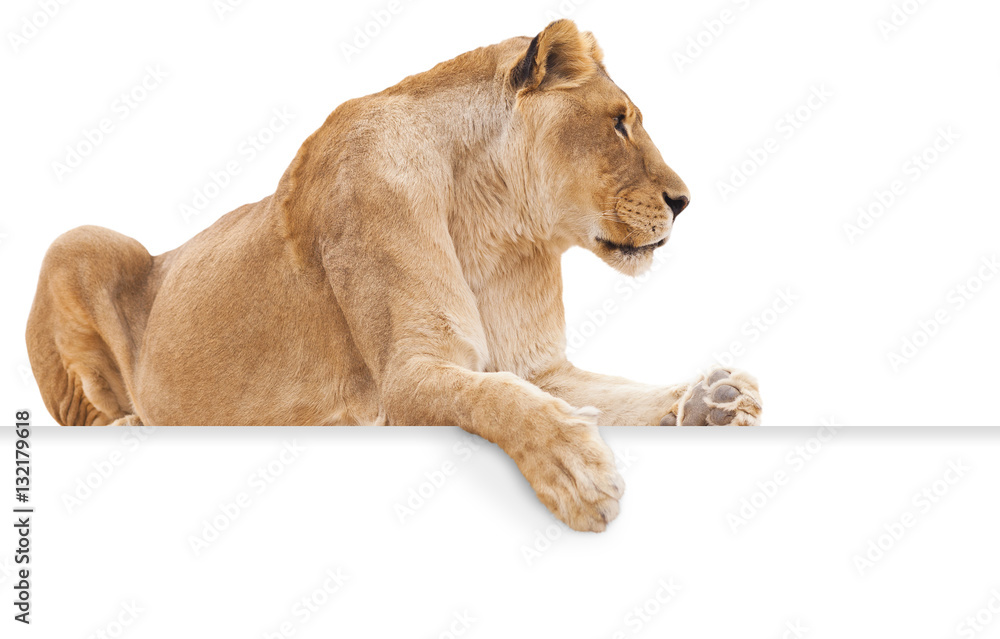 Obraz premium Na białym tle samica lwa na białym tle z łapą wisi nad pustym znakiem kopii.