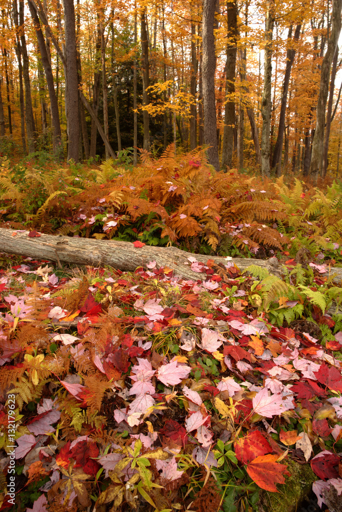 Forest in Fall Forest in Fall