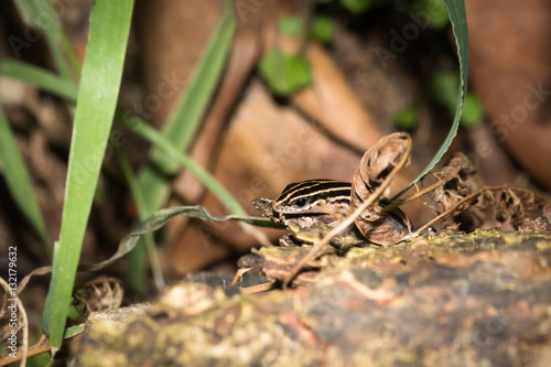 This is a photo of one kind of lizard, was taken in XiaMen botanical garden, China.