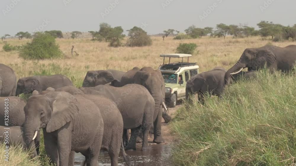 CLOSE UP: Elephants in safari game park crossing road and drinking from puddle CLOSE UP: Elephants in safari game park crossing road and drinking from puddle