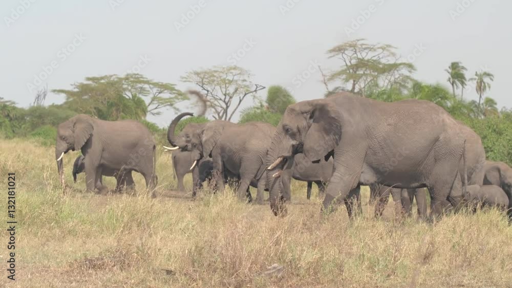 CLOSE UP: Elephants feeding on grass and throwing dirt on back using trunk CLOSE UP: Elephants feeding on grass and throwing dirt on back using trunk