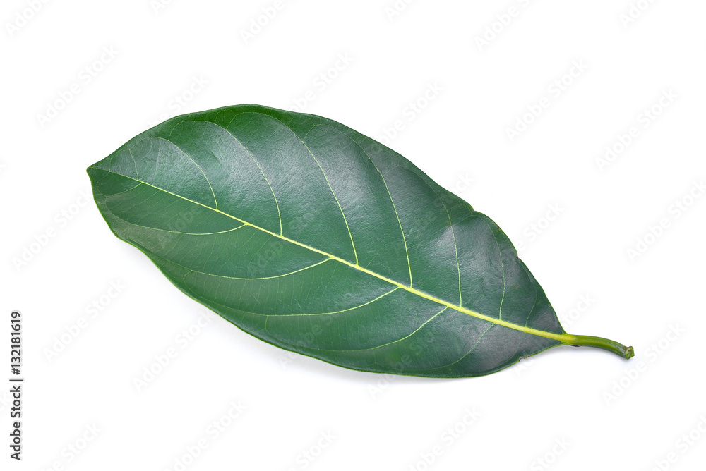Obraz premium Jackfruit leaf isolated on white background