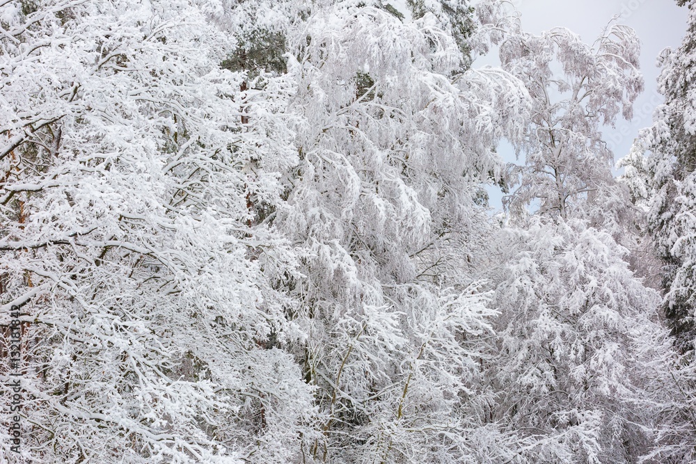 Fototapeta premium Beautiful winter trees branches with a lot of snow