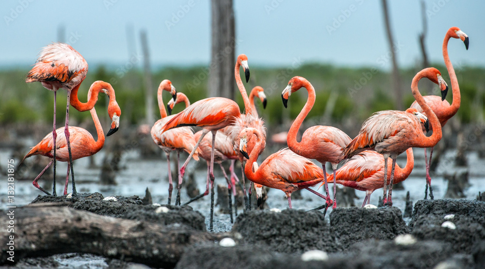 Obraz premium American Flamingos or Caribbean flamingos ( Phoenicopterus ruber ruber). Colony of Flamingo on the nests. Rio Maximo, Camaguey, Cuba.