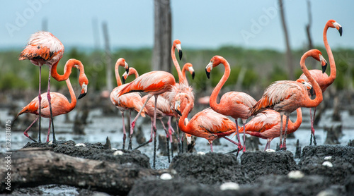 American Flamingos or Caribbean flamingos ( Phoenicopterus ruber ruber). Colony of Flamingo on the  nests. Rio Maximo, Camaguey, Cuba.
