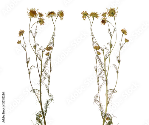 Pressed Dried branch of chamomile drug isolated. Herbarium of wild flowers. The front side and the back side.
