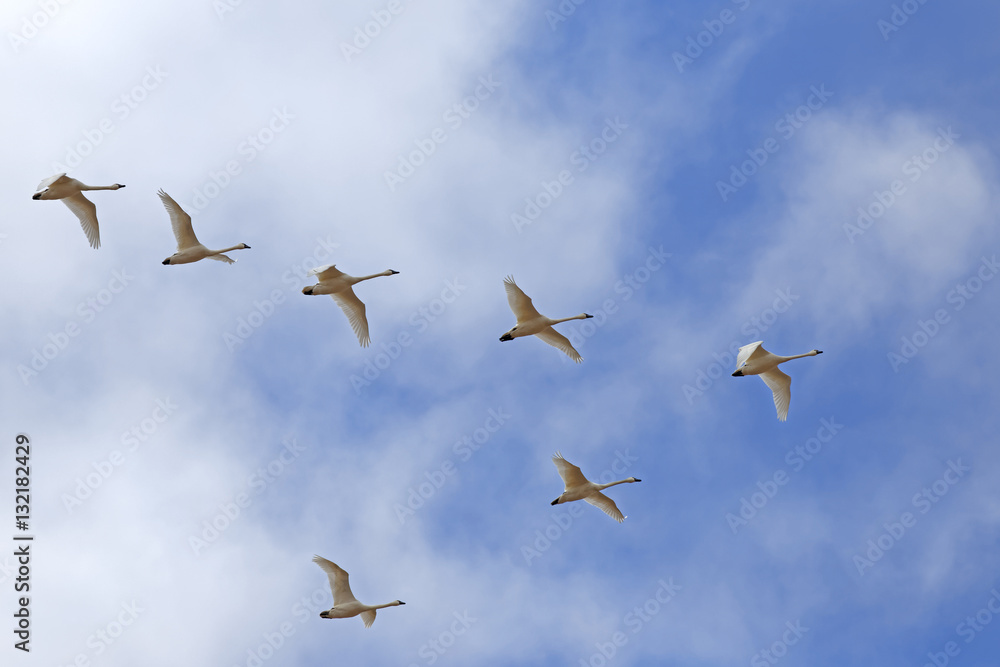 Naklejka premium Migrating Tundra Swans Fly in V- formation