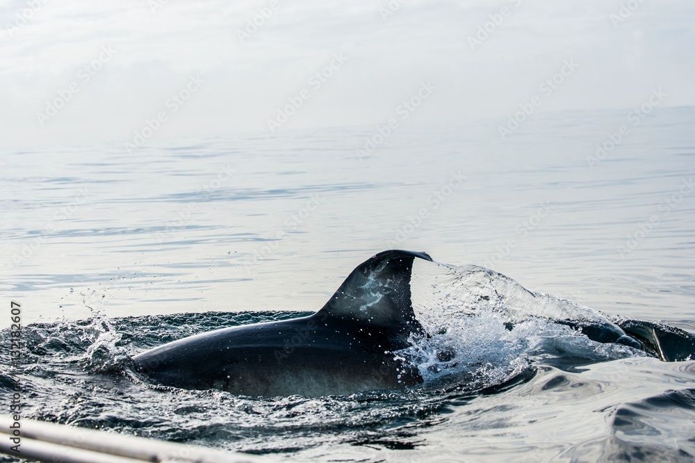 Fototapeta premium Shark fin above water. Closeup Fin Great White Shark Underwater . Great White shark (Carcharodon carcharias) in the water of Pacific ocean near the coast of South Africa