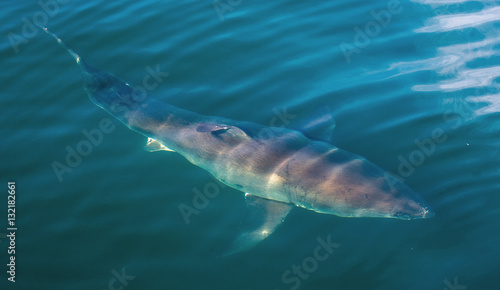 Great White Shark Underwater . Great White shark (Carcharodon carcharias) in the water of Pacific ocean near the coast of South Africa © Uryadnikov Sergey
