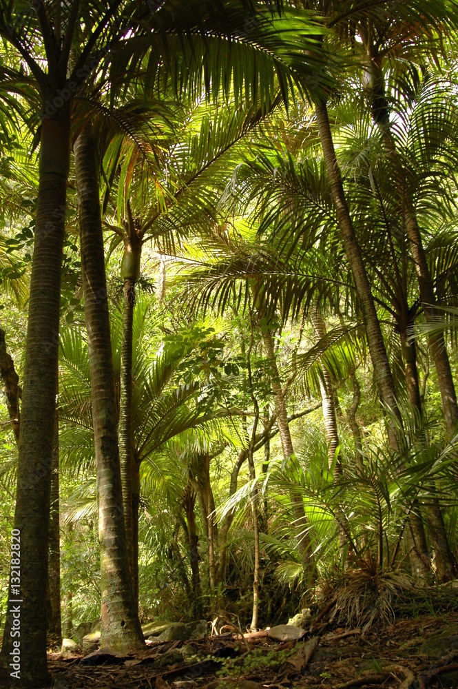Nikau palms on Great Barrier Island Nikau palms on Great Barrier Island