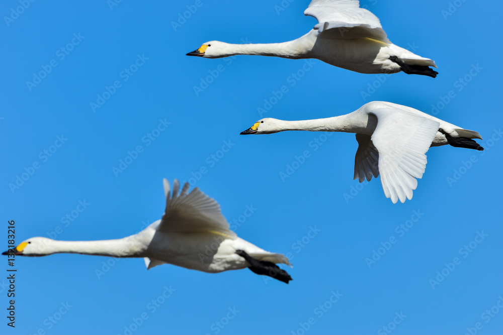 Obraz premium 飛ぶ白鳥達