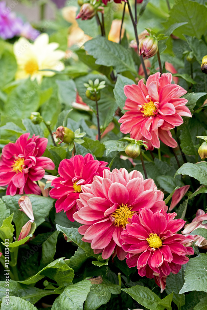 Pink Red Flower Dahlia Bunch Pink Red Flower Dahlia Bunch