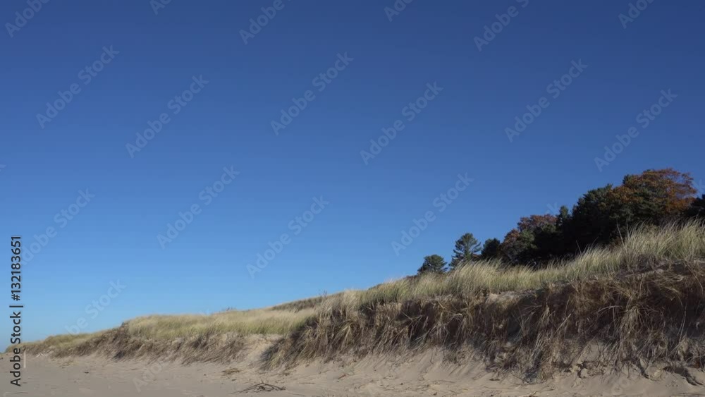 Beach grass and sand dunes against blue sky Beach grass and sand dunes against blue sky