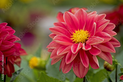 Red Flower Dahlia