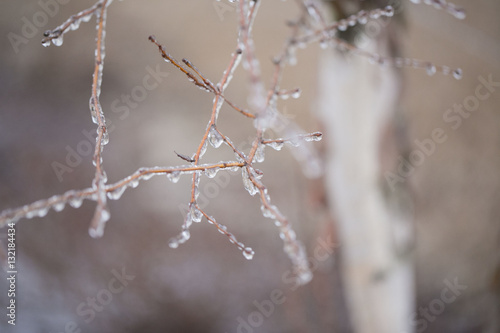 ice on tree branch © Natalie