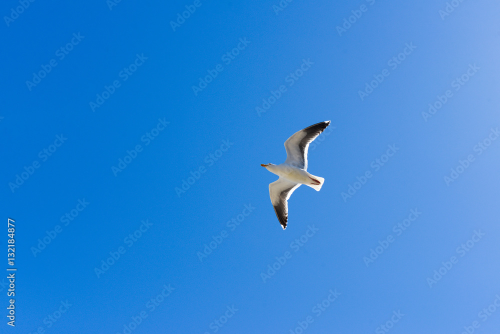 Obraz premium flying seagull