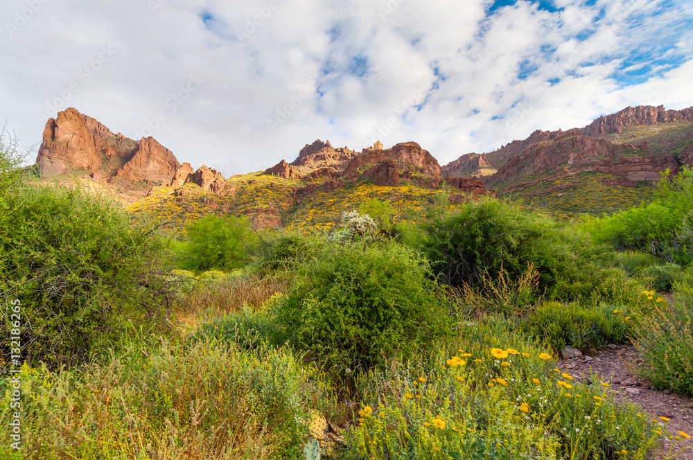 Carney Springs Trail in the Supersttion Mountain Wilderness of