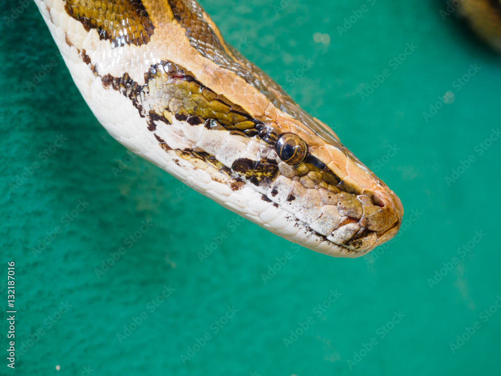 Close up head of Burmese python at Songkhla Thailand Close up head of Burmese python at Songkhla Thailand