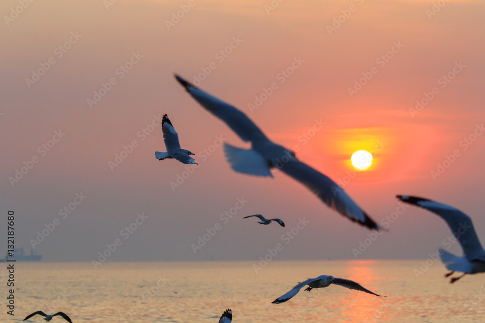 Fototapeta premium seagull flying on the sky in sunset time