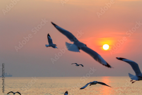 seagull flying on the sky in sunset time