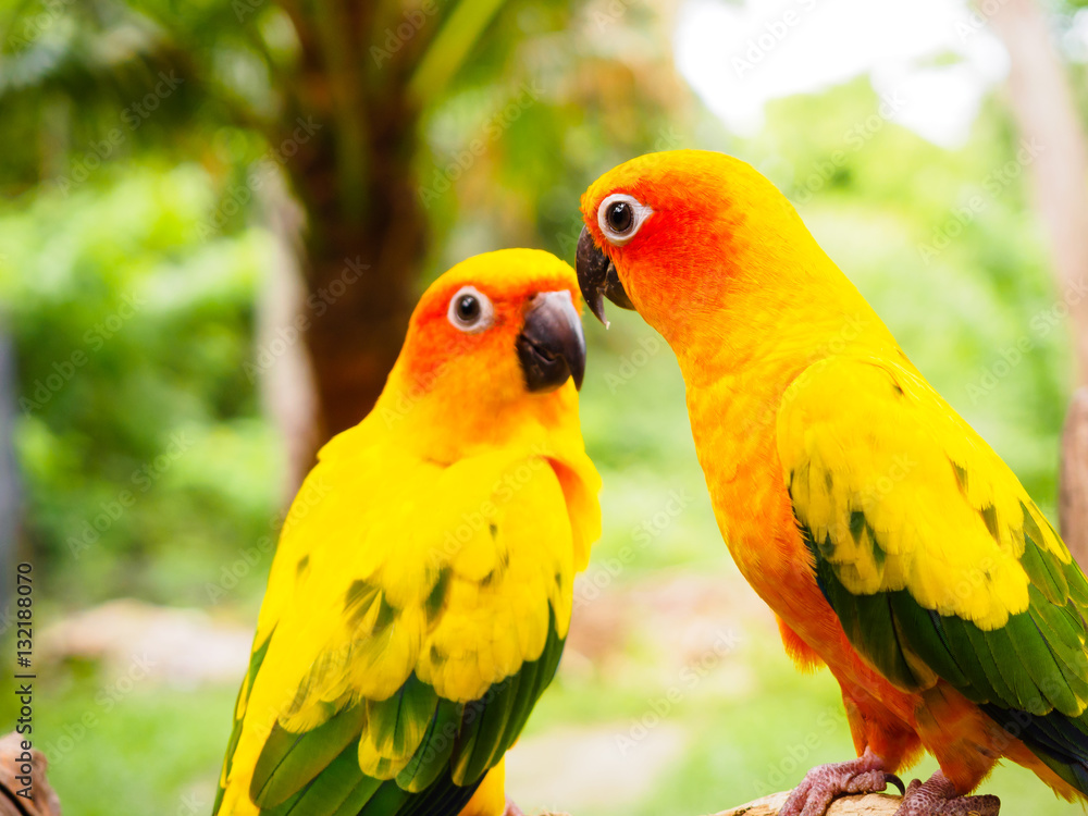 Sun Parakeet or Sun Conure, the beautiful yellow and orange parrot bird with nice feathers details at Songkhla Thailand Sun Parakeet or Sun Conure, the beautiful yellow and orange parrot bird with nice feathers details at Songkhla Thailand