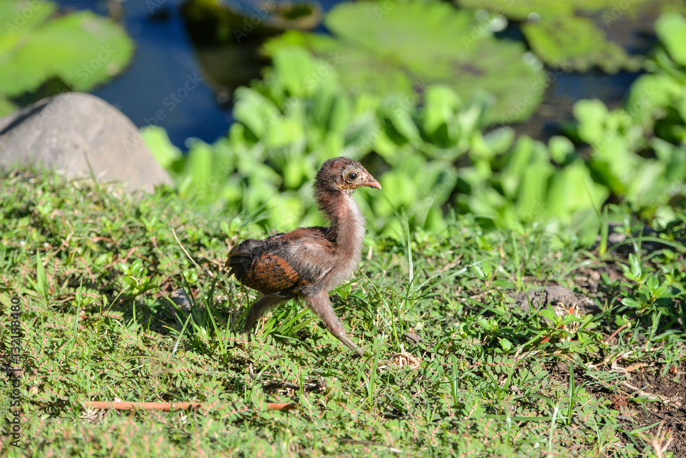 Yellow chick, baby chicken walking in the grass Yellow chick, baby chicken walking in the grass