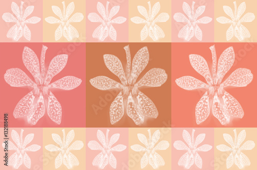 Mokara orchid on pink background