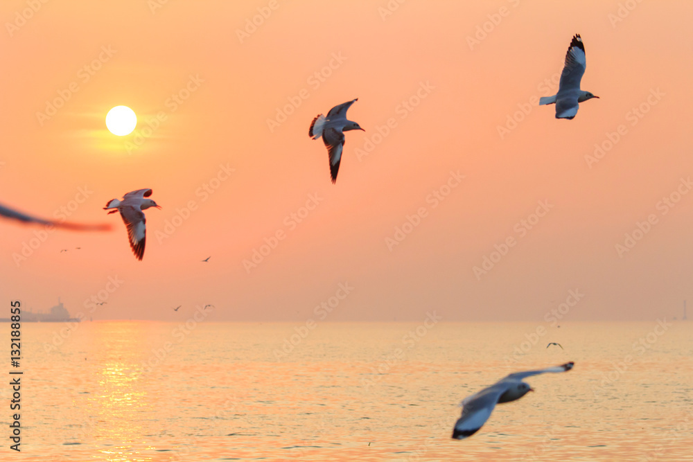 Fototapeta premium seagull flying on the sky in sunset time