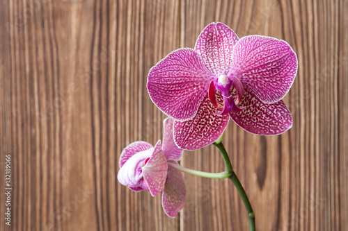 Romantic purple branch of orchid on the brown wooden background