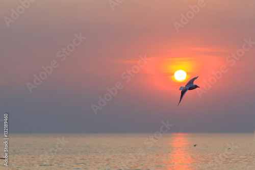 seagull flying on the sky in sunset time