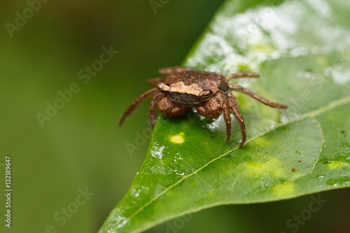Forest Crab or forest tree climbing Crab Madagascar
