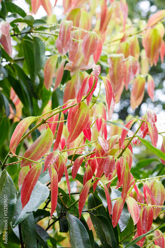 Cinnamon Tree - Cinnamomum zeylanicum photo