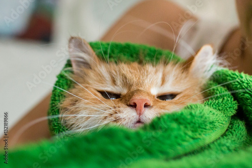 Obraz na płótnie Cute ginger cat after a bath, funny little demon w salonie