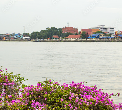 Flowers side water